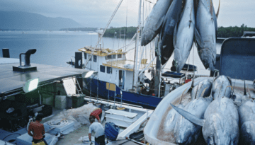 Piattaforma Ittica P. & G. Impianti